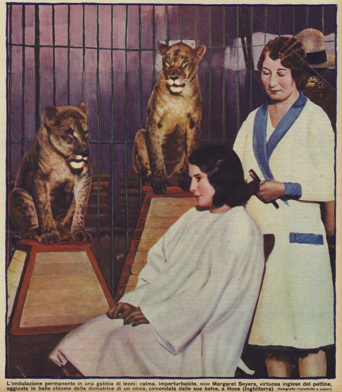 La parrucchiera inglese Margaret Seyers pettina con calma il domatore di leoni del circo, osservata dai suoi animali, Hove, Sussex da English Photographer