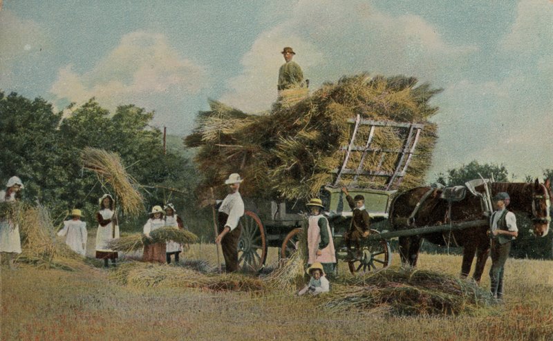 Lavoratori agricoli che raccolgono nei campi da English Photographer