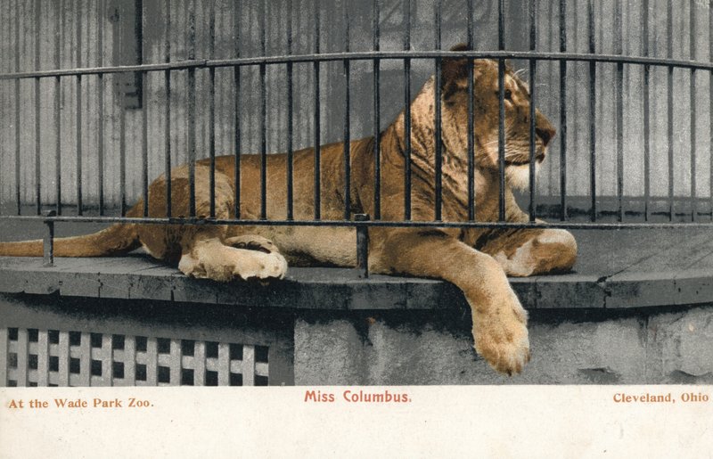 Leone femmina, Miss Columbus, Wade Park Zoo, Cleveland, Ohio da English Photographer