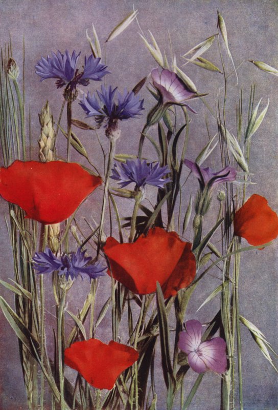 Fiori del campo di grano da English Photographer