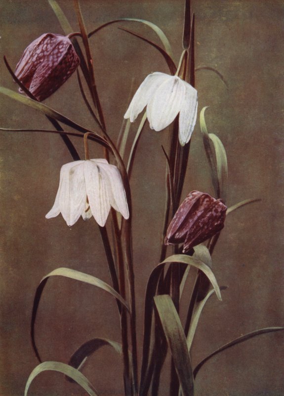 Fritillarie da English Photographer