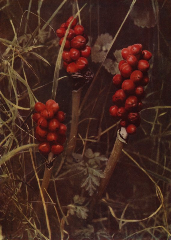 Frutto del Cuckoo-Pint da English Photographer