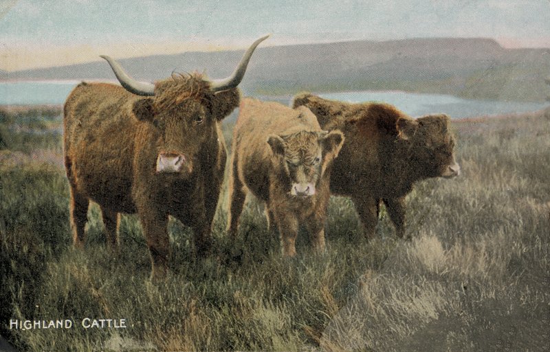 Bovini delle Highlands (foto) da English Photographer