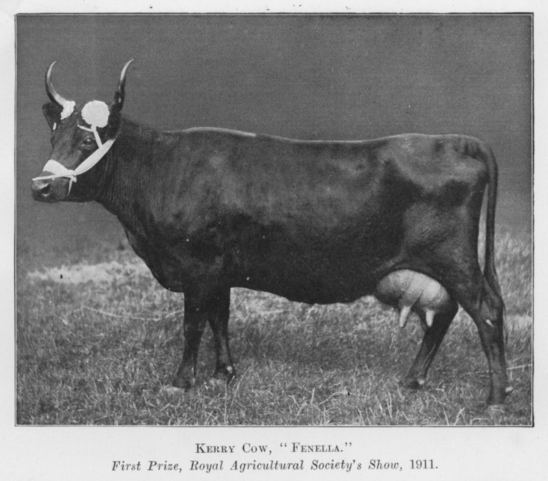 Mucca Kerry, Fenella, primo premio, Royal Agricultural Society