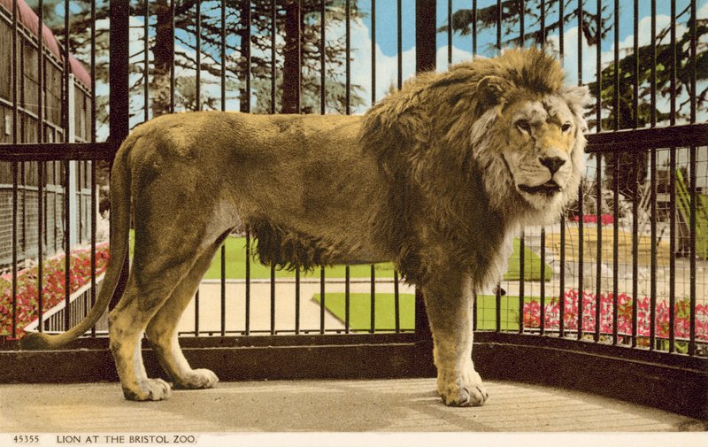 Leone allo Zoo di Bristol da English Photographer
