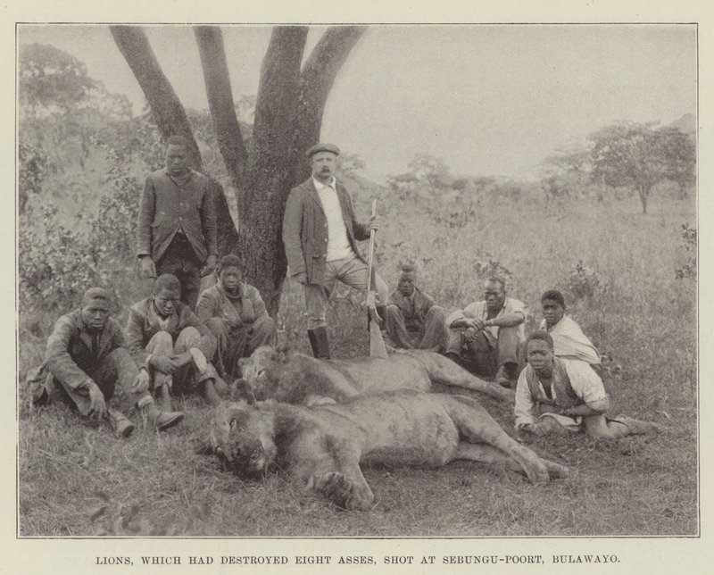 Leoni, che avevano distrutto otto asini, uccisi a Sebungu-Poort, Bulawayo da English Photographer