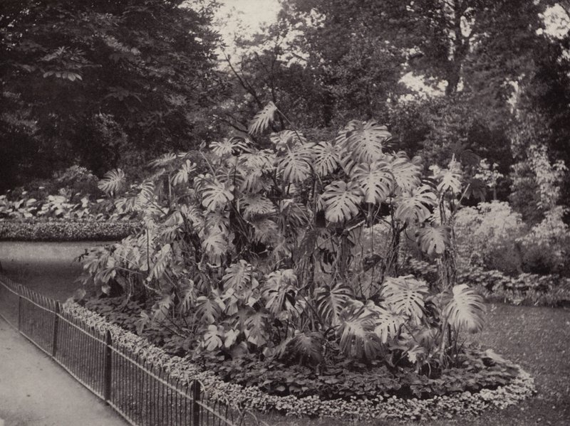 Monstera Deliciosa nel Battersea Park da English Photographer