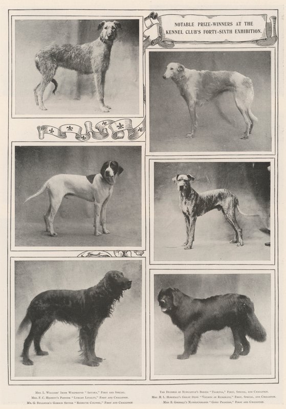 Vincitori notevoli alla quarantaseiesima esposizione del Kennel Club da English Photographer