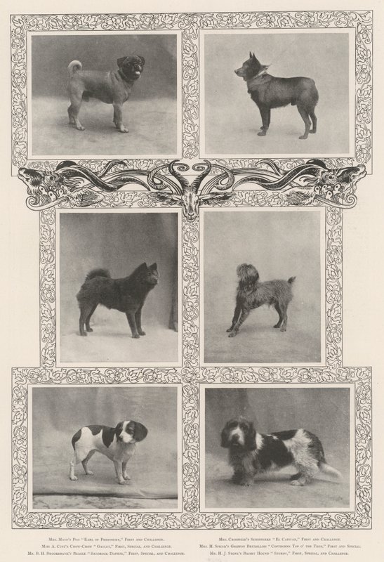 Vincitori notevoli alla quarantaseiesima esposizione del Kennel Club da English Photographer