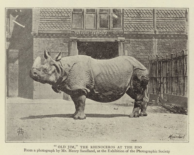 Vecchio Jim, il rinoceronte allo zoo da English Photographer