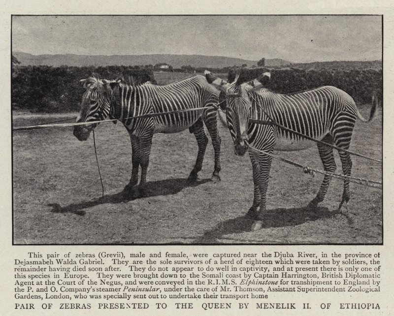Coppia di zebre presentate alla regina da Menelik II d