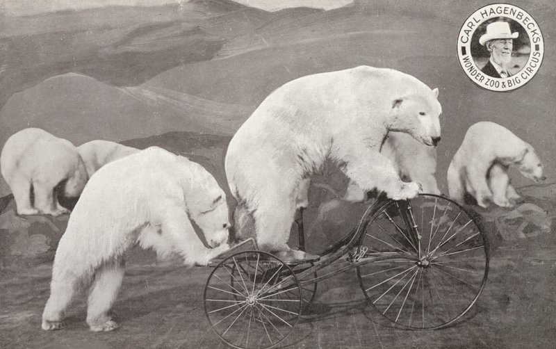 Orso polare che guida un triciclo, Wonder Zoo e Grande Circo di Carl Hagenbeck, Olympia, Londra da English Photographer
