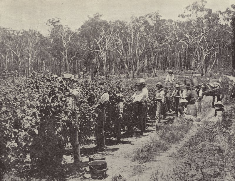Raccoglitori di lamponi al lavoro, Wandin Yallock da English Photographer
