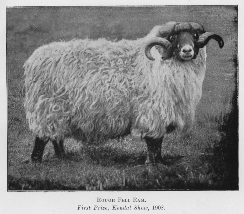 Ariete Rough Fell, primo premio, Kendal Show da English Photographer