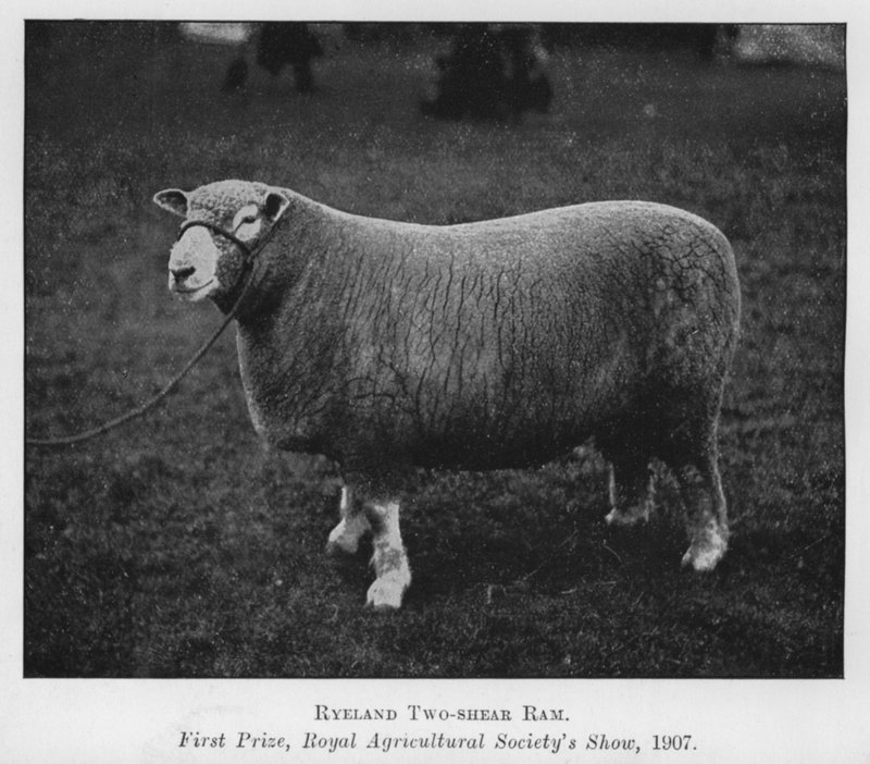 Ariete Ryeland a due tosature, primo premio, Royal Agricultural Society