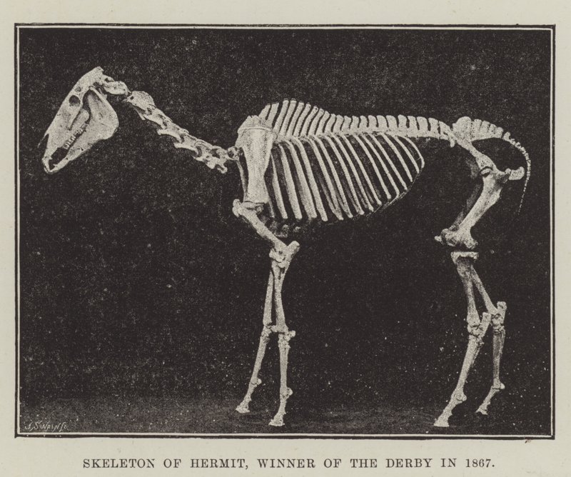 Scheletro di Hermit, vincitore del Derby nel 1867 da English Photographer