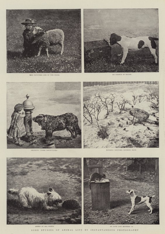 Alcuni Studi di Vita Animale con Fotografia Istantanea da English Photographer