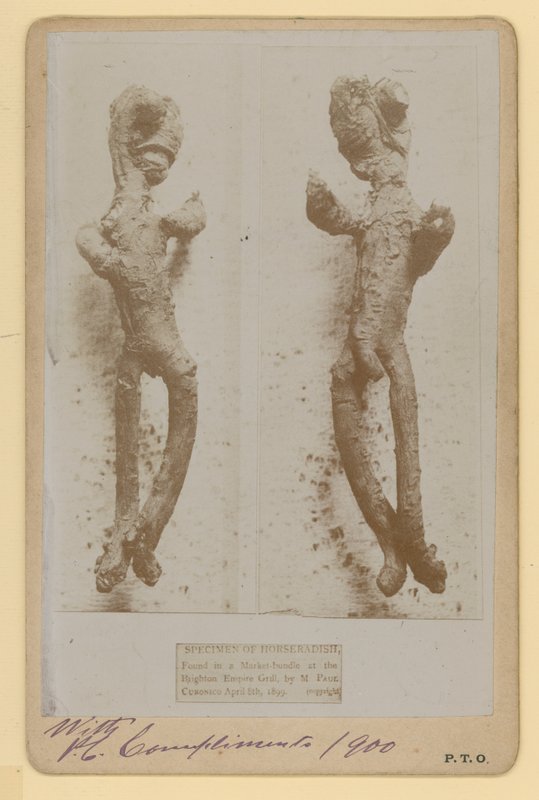 Specimen di rafano da English Photographer