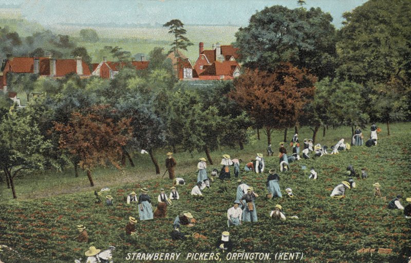 Raccoglitori di fragole nei campi di Orpington, Kent (foto) da English Photographer