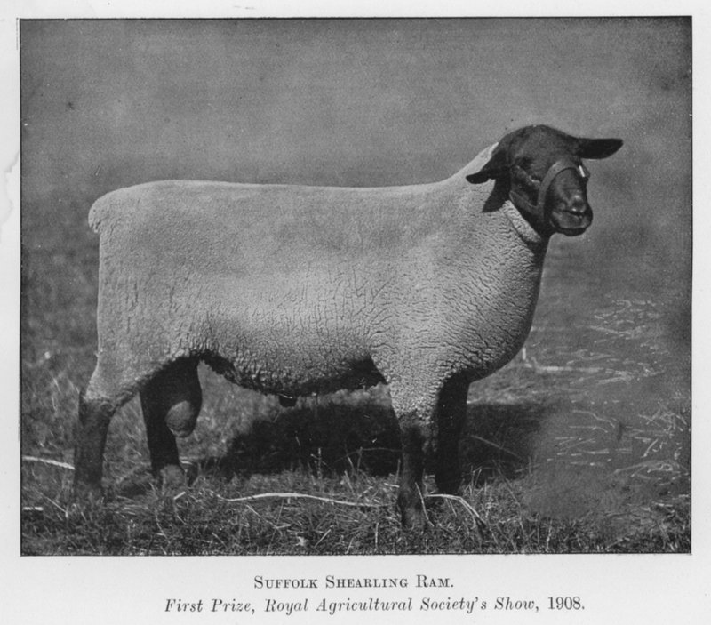 Ariete Suffolk Shearling, primo premio, Royal Agricultural Society