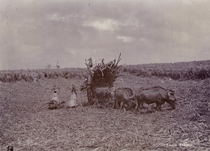 Piantagione di zucchero, Barbados, 1880 da English Photographer