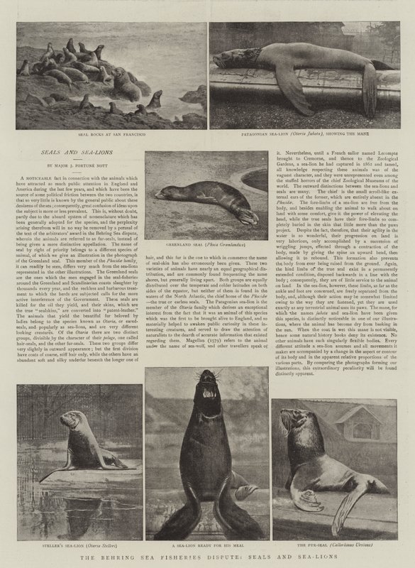 La Disputa sulla Pesca nel Mare di Behring, Foche e Leoni Marini da English Photographer