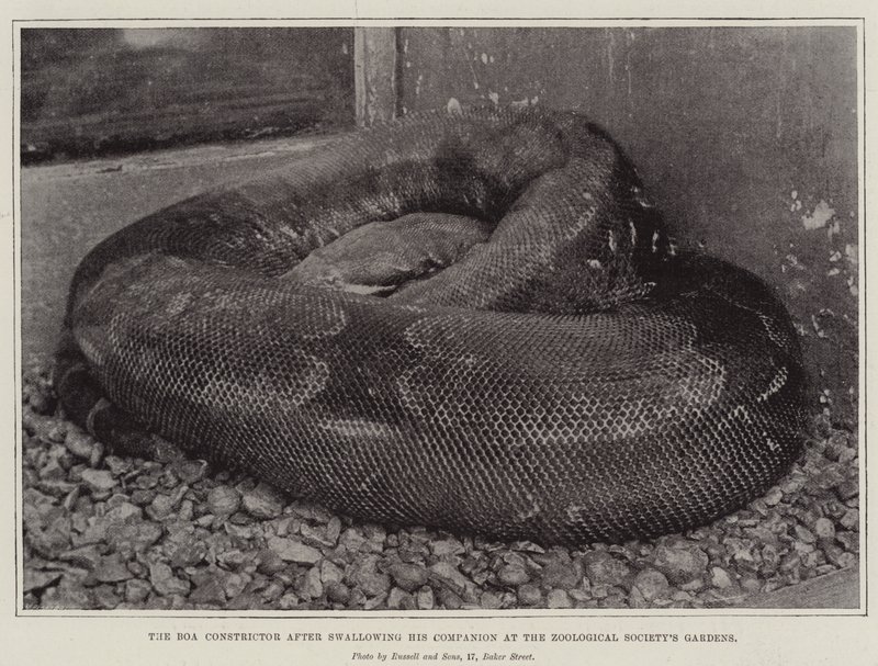 Il boa constrictor dopo aver inghiottito il suo compagno nei giardini della Società Zoologica da English Photographer