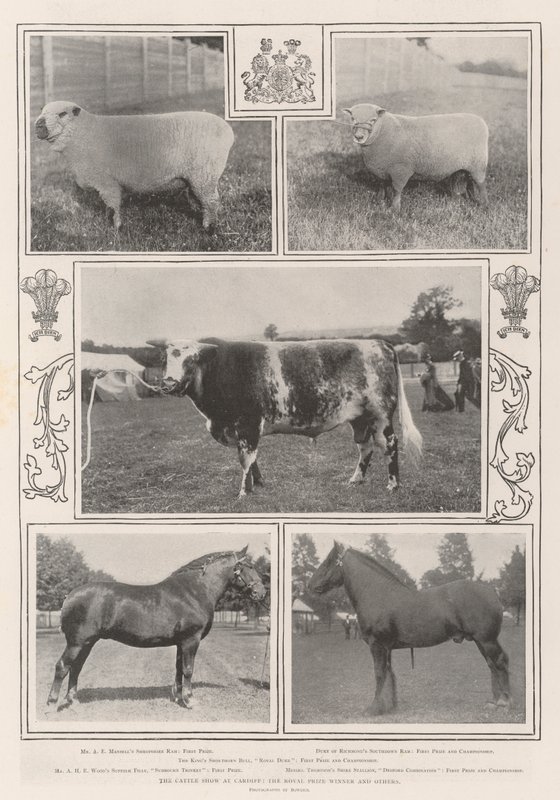 La mostra del bestiame a Cardiff, il vincitore del premio reale e altri da English Photographer
