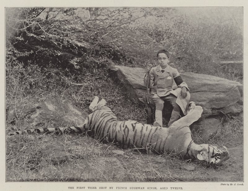 Il primo tigre abbattuto dal Principe Bughwan Singh, di dodici anni da English Photographer