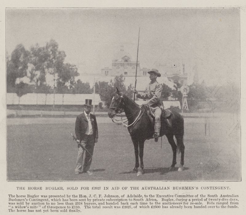 Il trombettiere a cavallo, venduto per £2627 a favore del contingente australiano Bushmen, Adelaide. Illustrazione per The Illustrated London News, 26 maggio 1900 da English Photographer