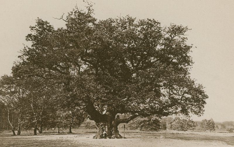 La Grande Quercia, Foresta di Sherwood da English Photographer
