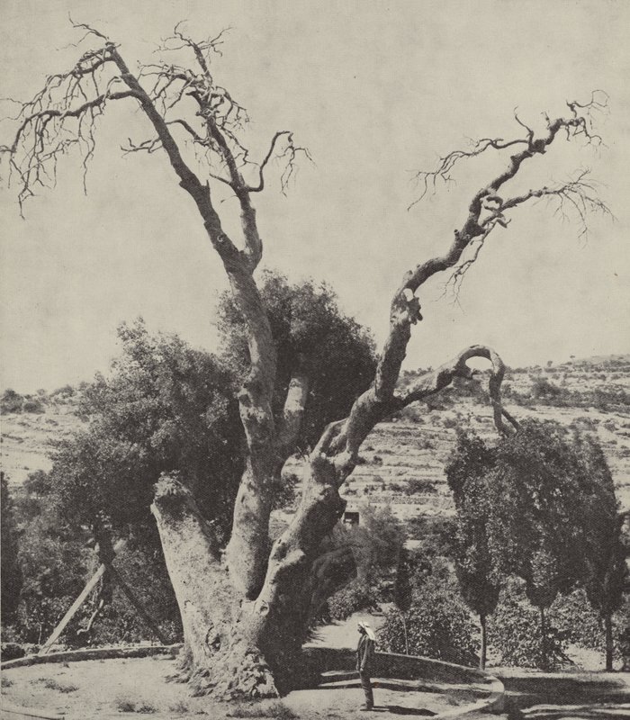 La Quercia di Mamre; Quercia di Abramo, dove Abramo piantò la sua tenda e costruì un altare da English Photographer
