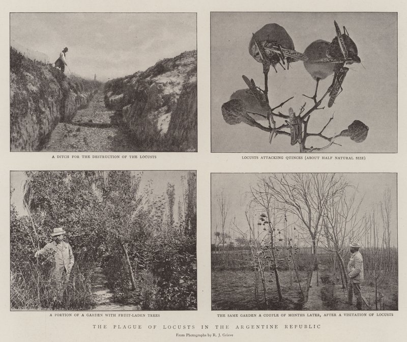 La piaga delle locuste nella Repubblica Argentina da English Photographer