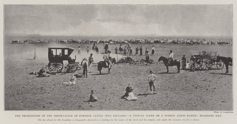 Il divieto di importazione di bestiame straniero in Inghilterra, una scena tipica in un ranch di Buenos Ayres, giorno di marchiatura da English Photographer