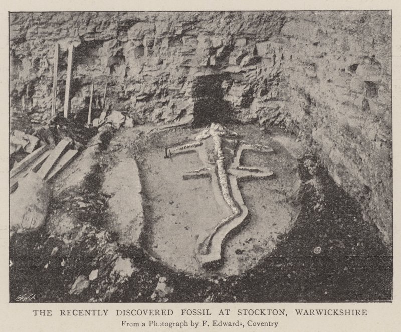 Il fossile recentemente scoperto a Stockton, Warwickshire da English Photographer