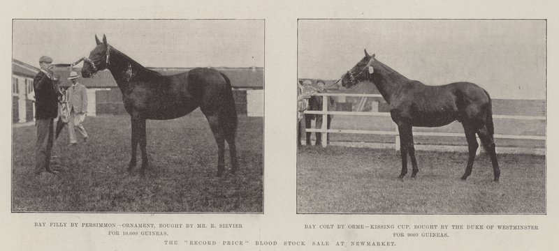 La vendita record di cavalli da corsa a Newmarket da English Photographer