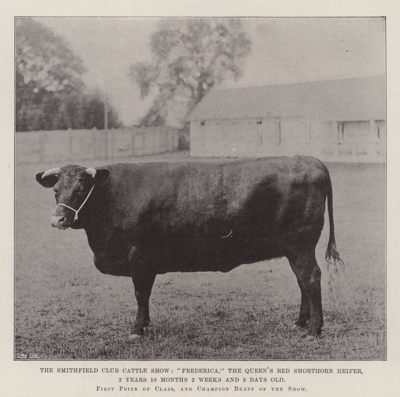 Mostra del Bestiame del Club di Smithfield, Frederica, la Giovenche Rossa Shorthorn della Regina, 2 Anni 10 Mesi 2 Settimane e 3 Giorni da English Photographer