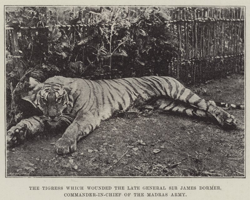 La tigre che ferì il defunto generale Sir James Dormer, comandante in capo dell