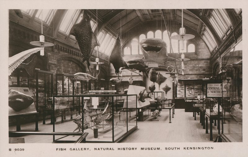 Museo Victoria e Albert, South Kensington, Londra, galleria dei pesci da English Photographer