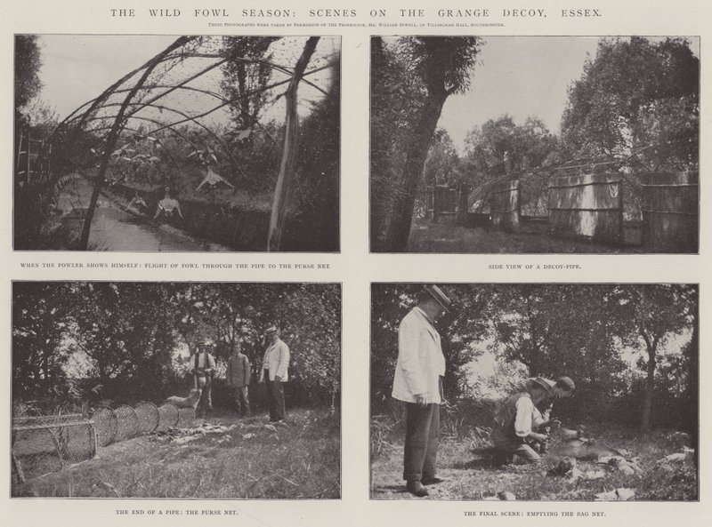 La stagione degli uccelli selvatici, scene sul Grange Decoy, Essex da English Photographer