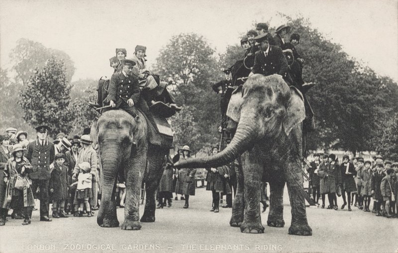 Gli elefanti dello Zoo di Londra a Regent