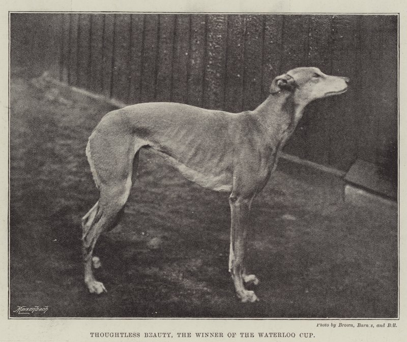 Thoughtless Beauty, il vincitore della Waterloo Cup da English Photographer