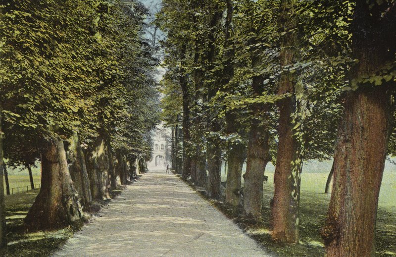Trinity College, il Viale da English Photographer