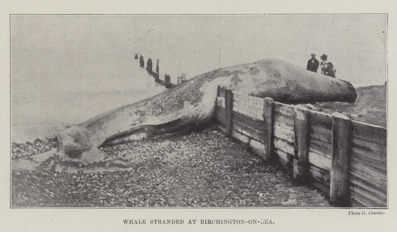 Balena arenata a Birchington-on-Sea da English Photographer