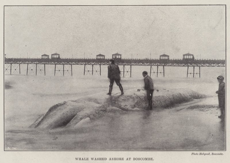 Balena arenata a Boscombe da English Photographer