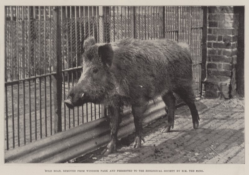 Cinghiale, rimosso dal Windsor Park e presentato alla Società Zoologica da SM il Re da English Photographer
