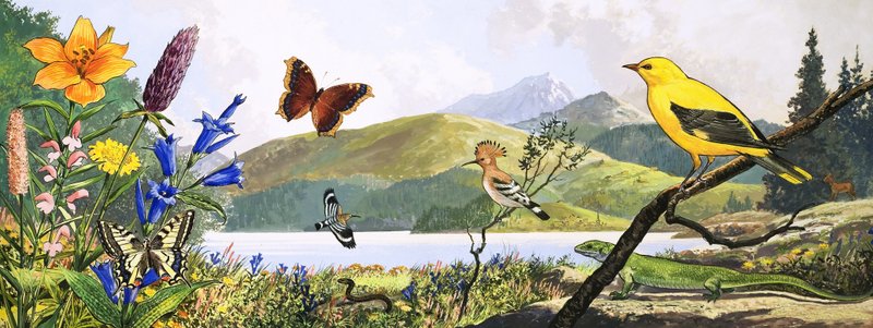 La fauna dell