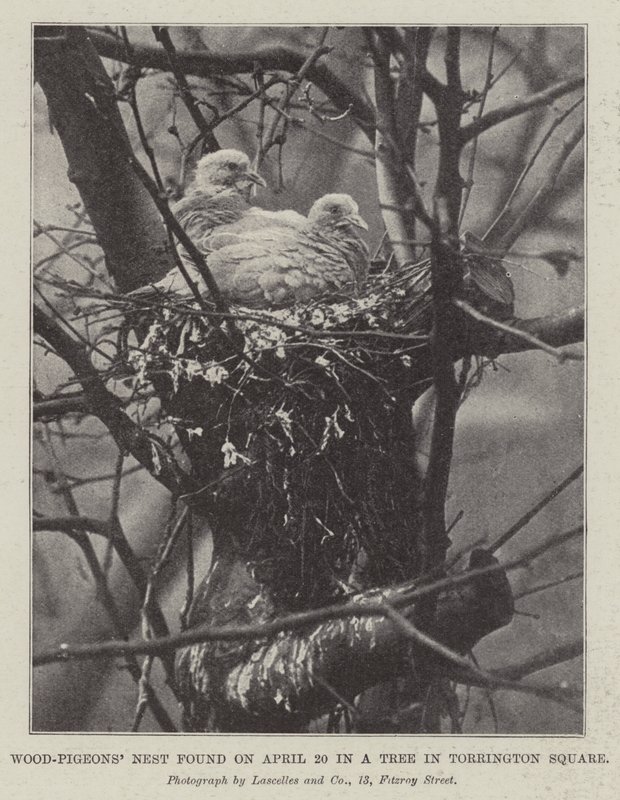 Nido di piccioni selvatici trovato il 20 aprile in un albero a Torrington Square da English Photographer