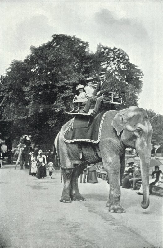 Giardini zoologici, bambini che cavalcano gli elefanti da English Photographer