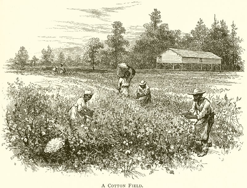 Un campo di cotone da English School